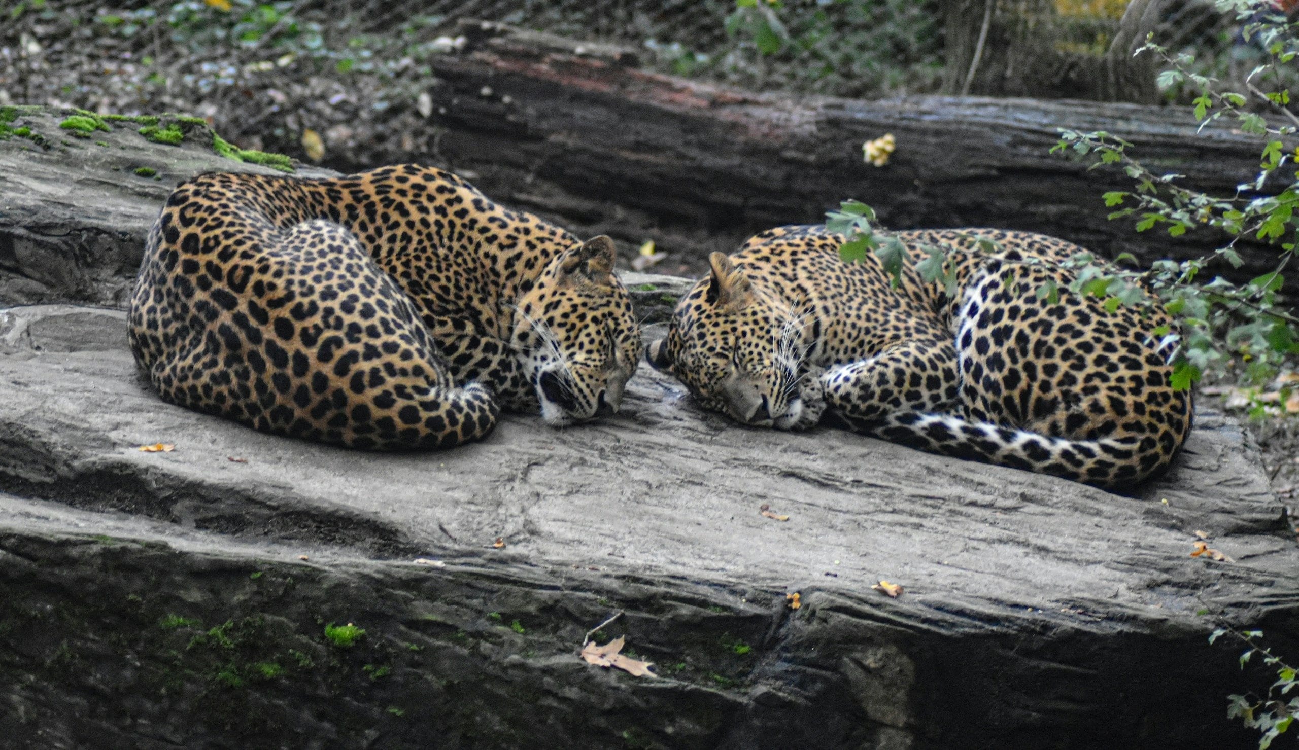 Journal Article — Coexistence Without Fences
