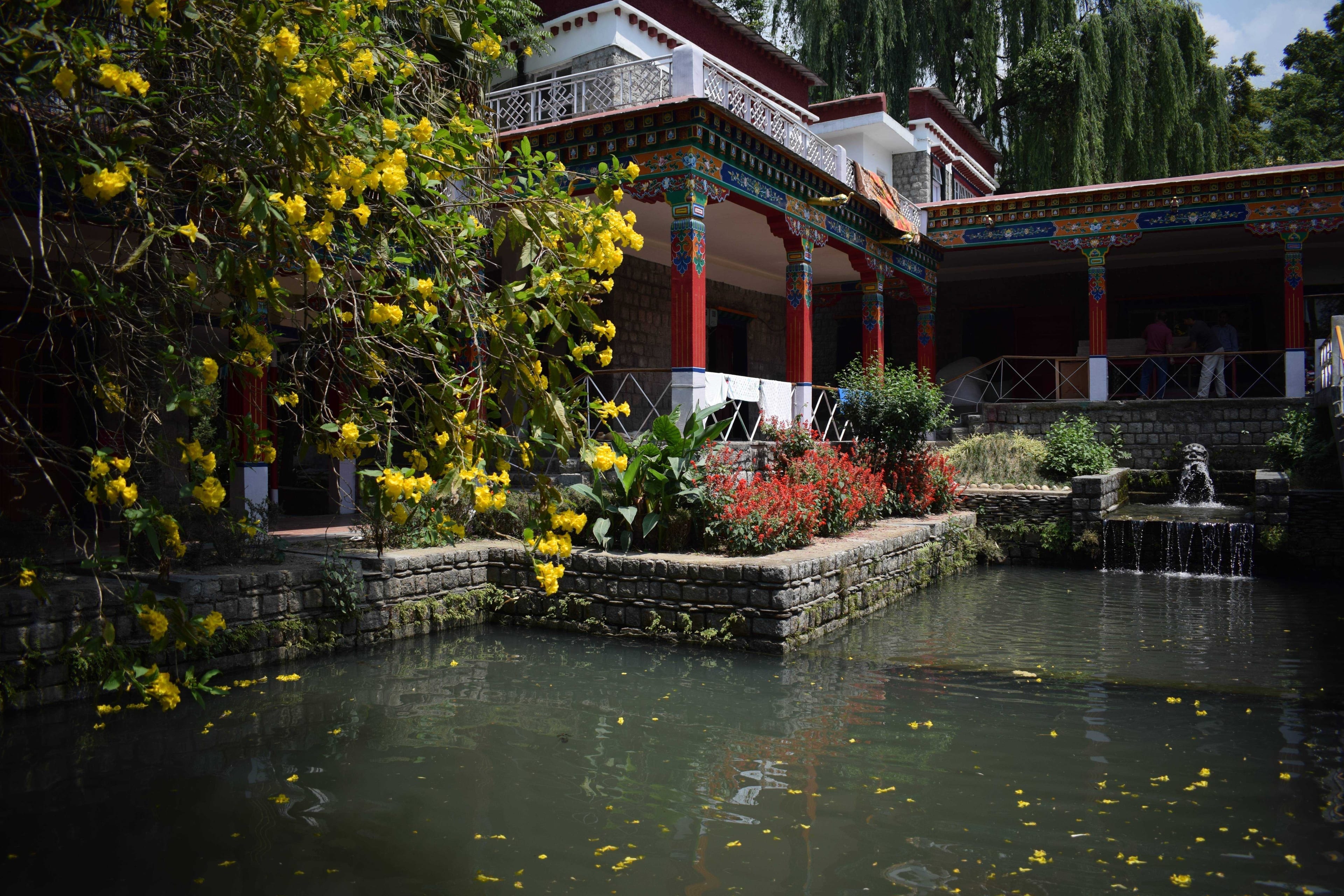 The Story & Context — Pine Canopies, Thangka Studios, and the Sacred Pool